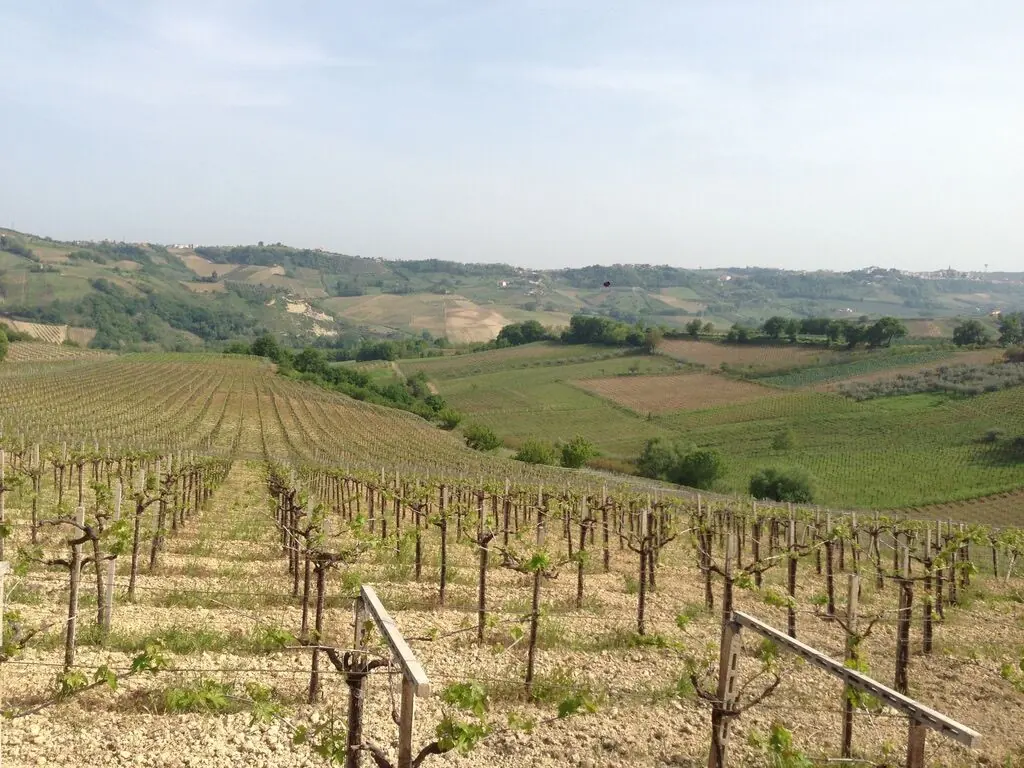 Weinberge der Fattoria Teatina in den Abruzzen — ausgesucht direkt beim Winzer